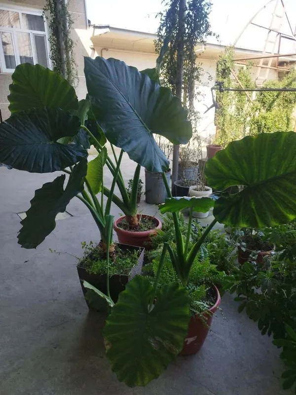 shu gullar sotiladi narxi kelishiladi 1