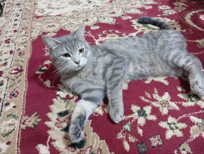 Кошка, девушка 10 месяцов, в хорошие руки