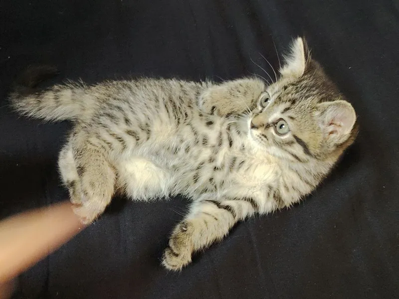 Котята братик и сестричка 2 Котята братик и сестричка 2